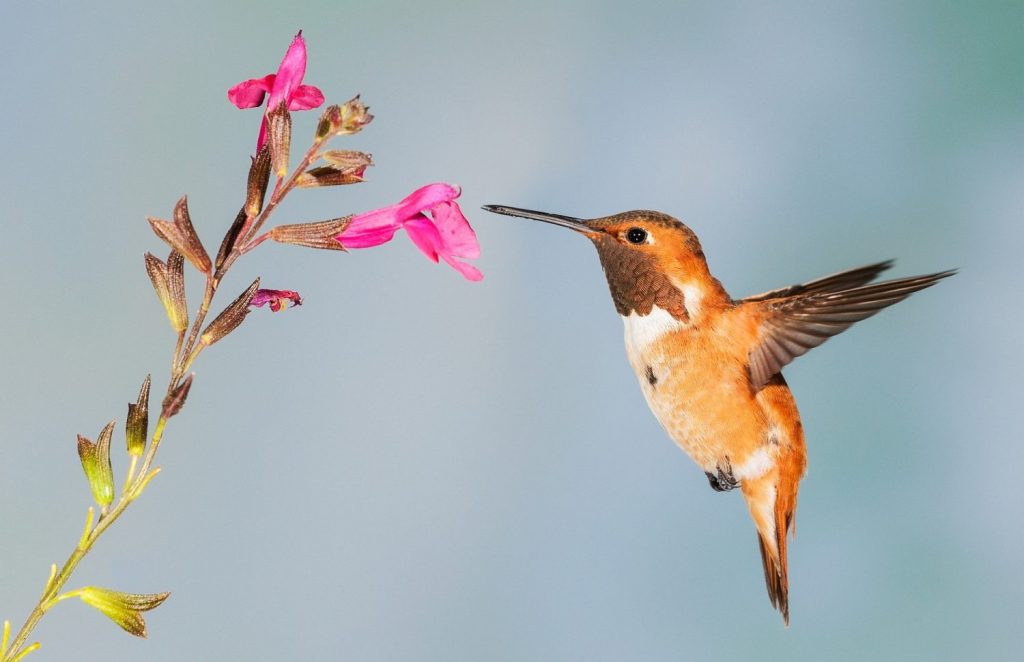 Protect Honey Bees and Mason Bees from Birds - Hummingbirds