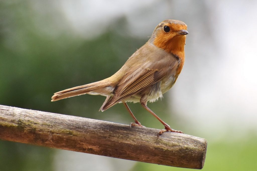 Protect Honey Bees and Mason Bees from Birds - Robins