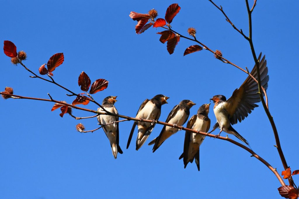 Protect Honey Bees and Mason Bees from Birds - Swallows