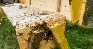 How to Build a Top Bar Beehive