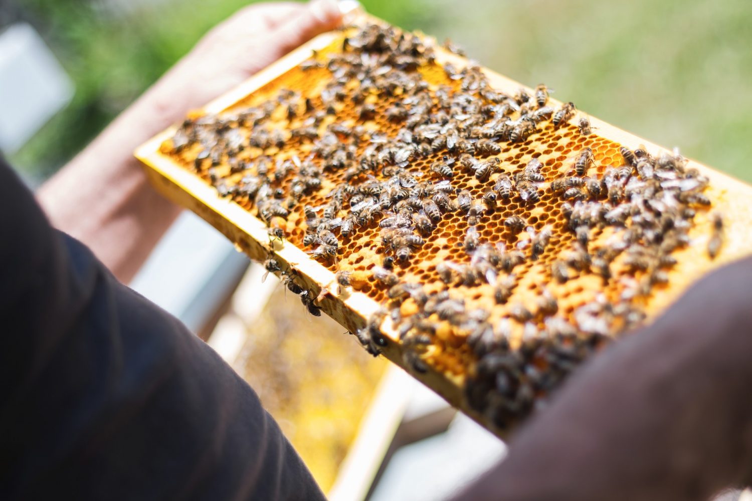 Backyard Beekeeping 101: All You Need to Know - BeeKeepClub