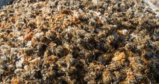 Acute Bee Paralysis Virus