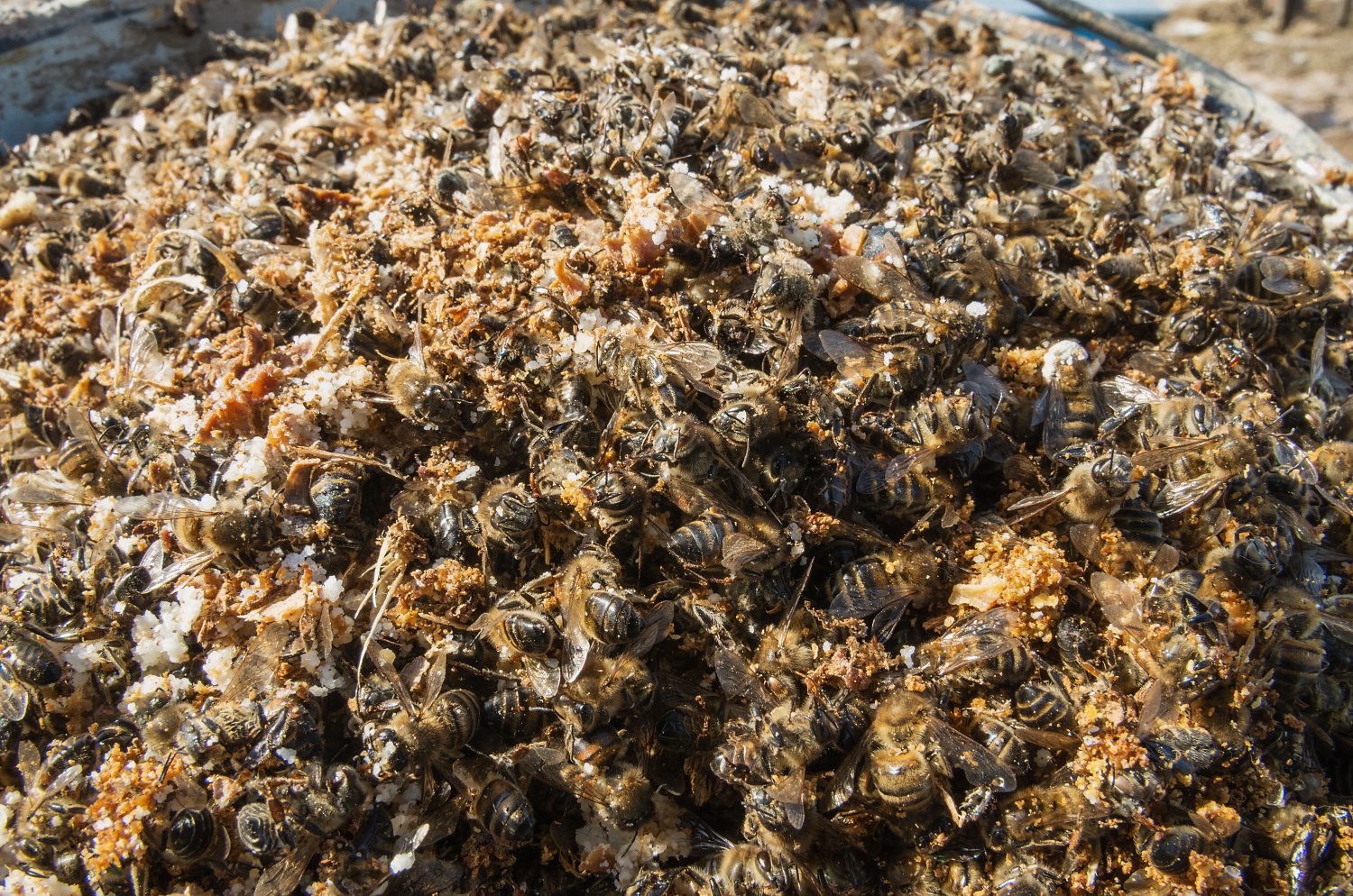 A dozen smooth dead bees with tongues sticking out on landing board ...