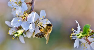 Beekeeping Activities & Tasks for Each Season