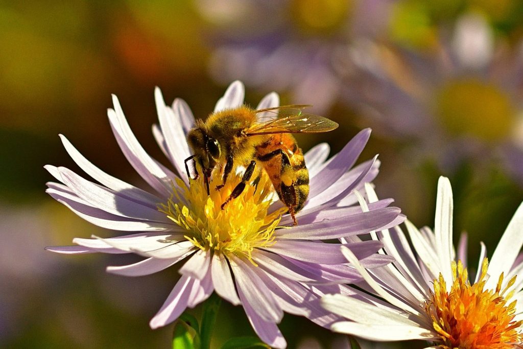 Beekeeping in Autumn