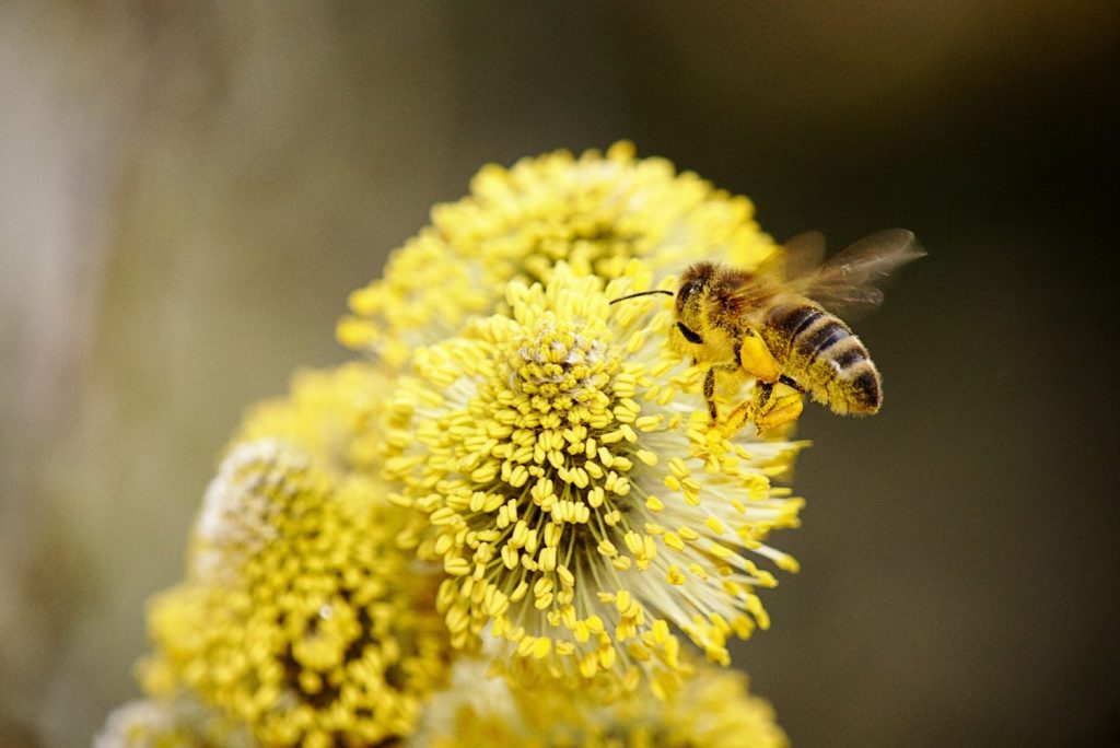 Beekeeping Activities & Tasks in Spring