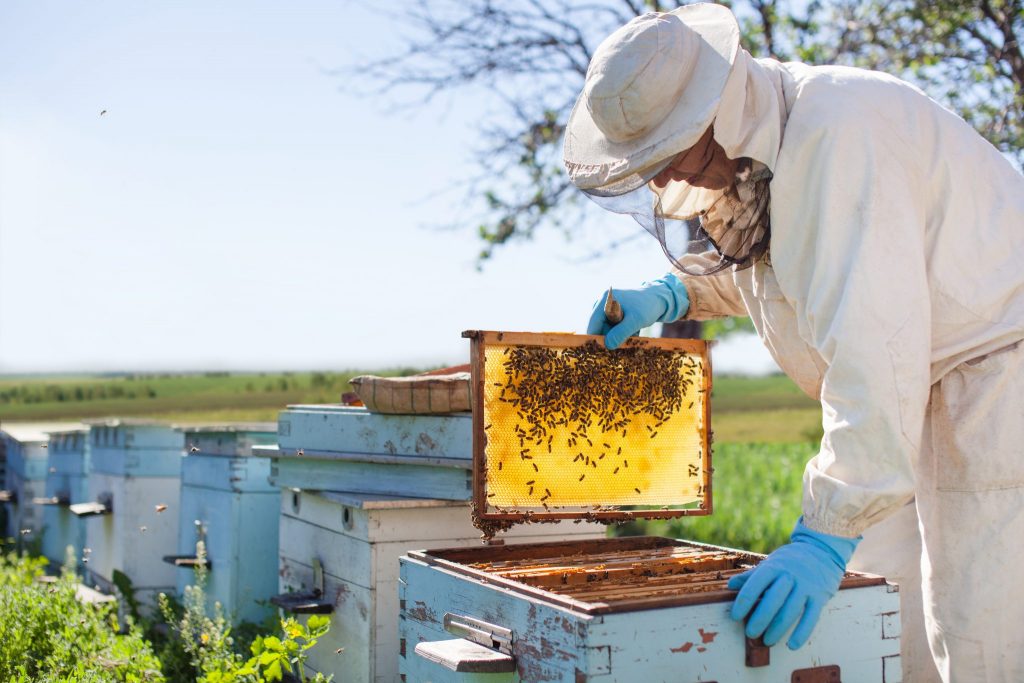 Beehive Management Practices - Apiary Management