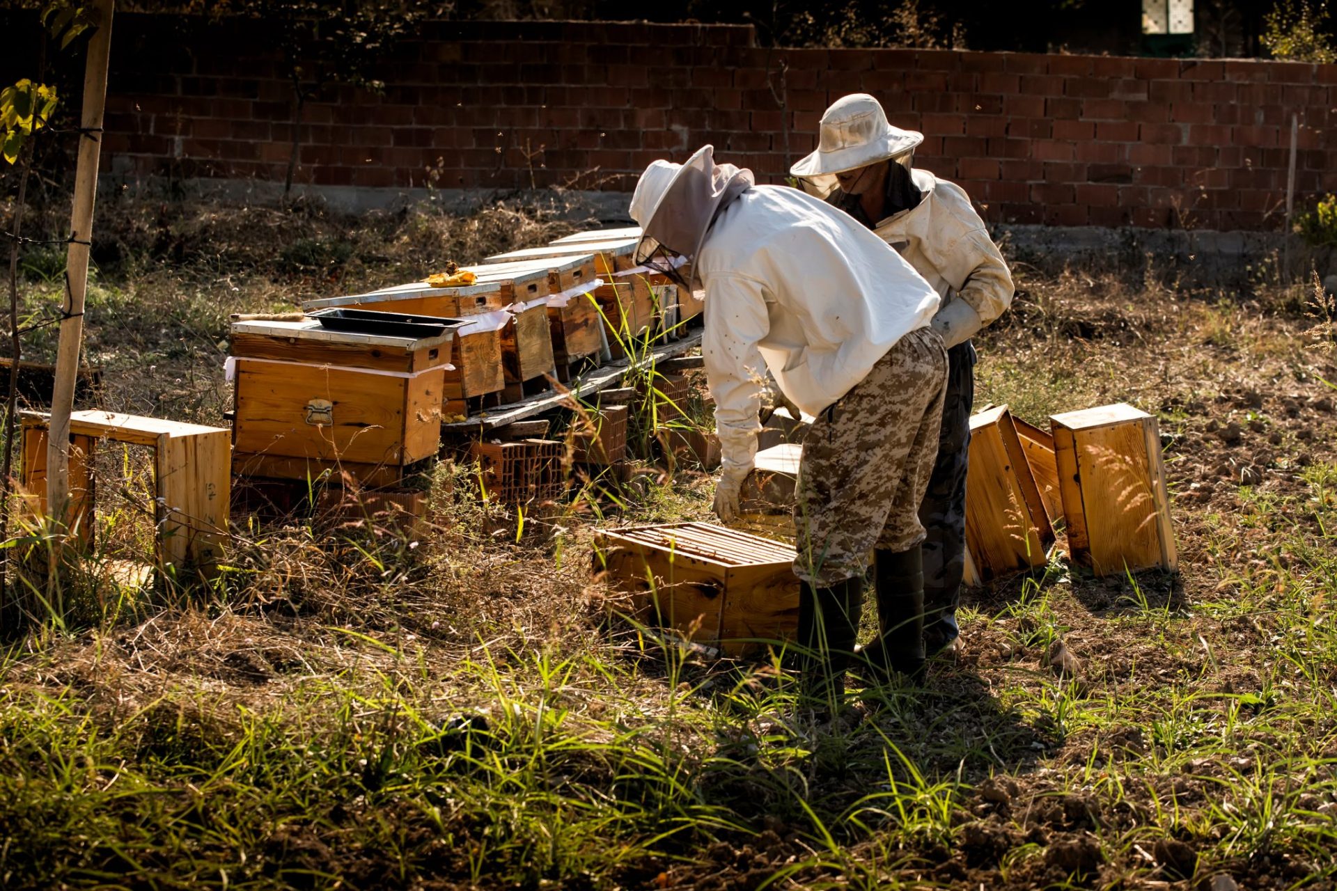 The Importance of Good Beehive Management Practices