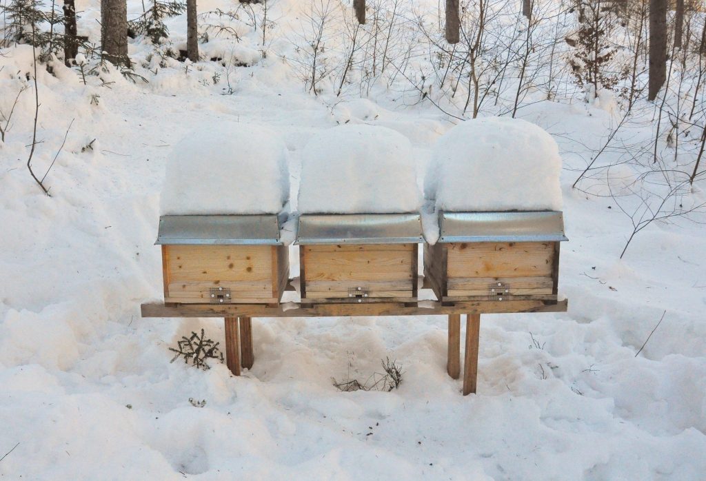 Prepare Beehives for Winter