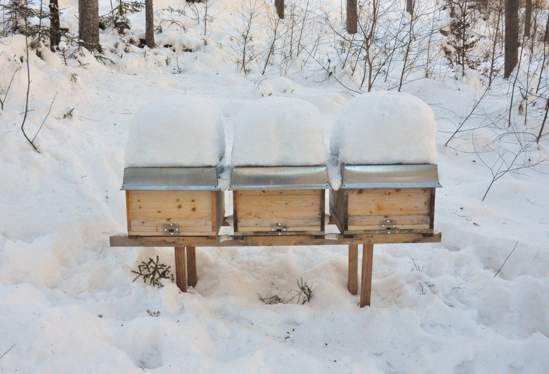 Beekeeping in Winter