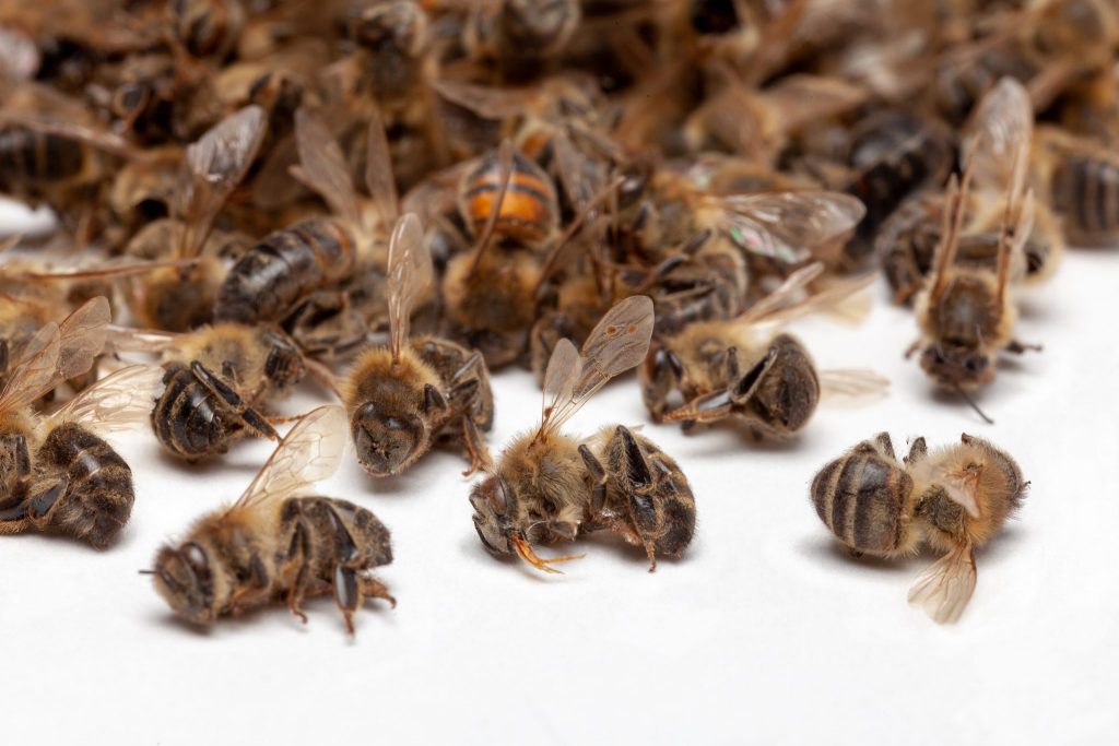 Chronic Bee Paralysis Virus - Dead Bees