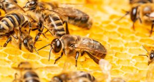 Honeybee Colony