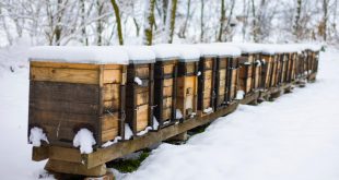 Prepare Beehives for Winter