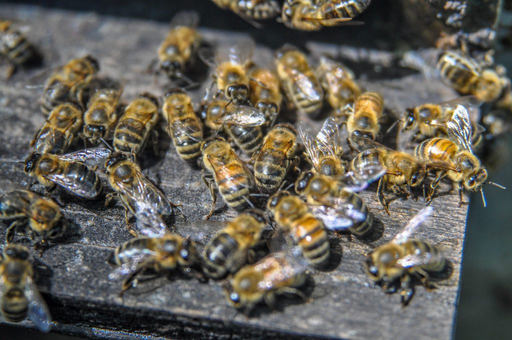 Dysentery in Honey Bees