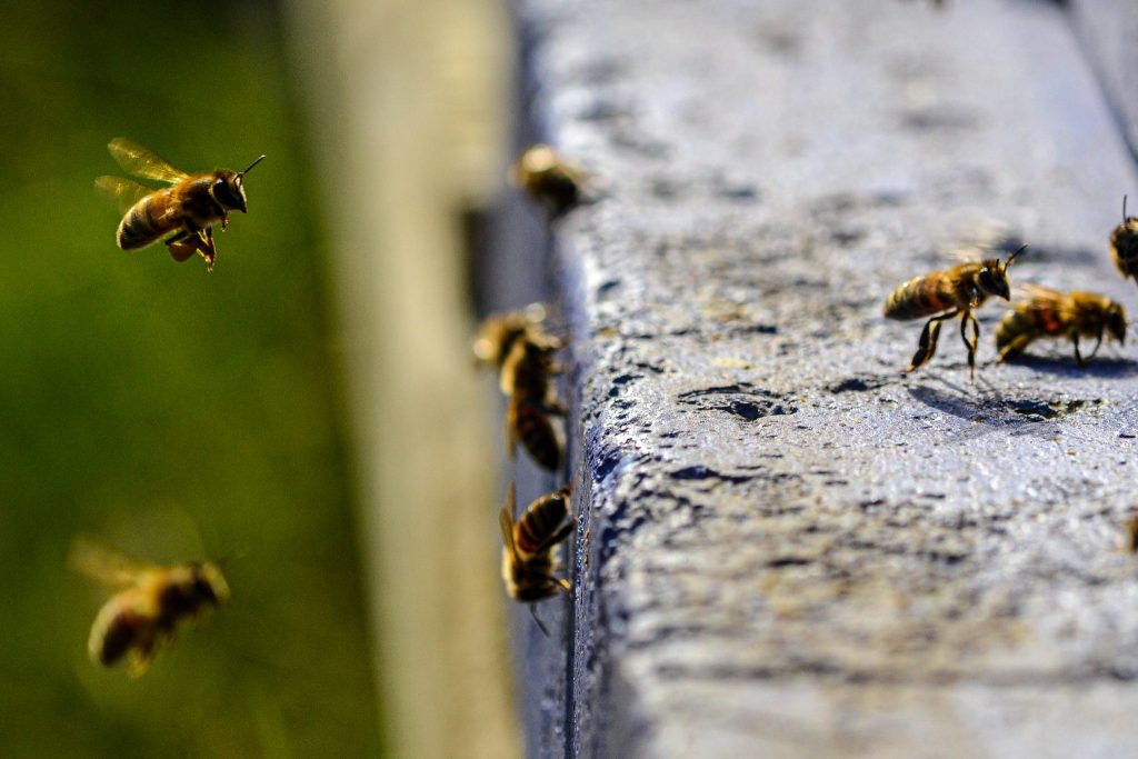 Dysentery in Honey Bees