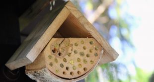 Best Books on Keeping Mason Bees