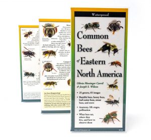 Best Books on Keeping Mason Bees - Common Bees of Eastern North America - Identification Guide