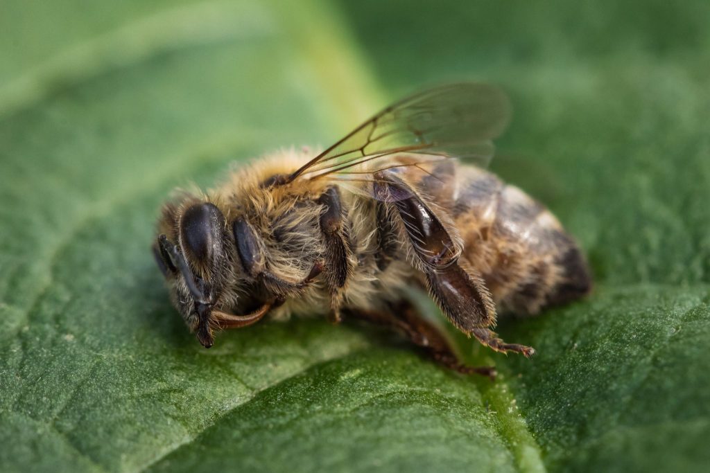 Dysentery in Honey Bees