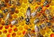 Honeybee Colony