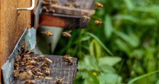 How to Treat Dysentery in Honey Bees