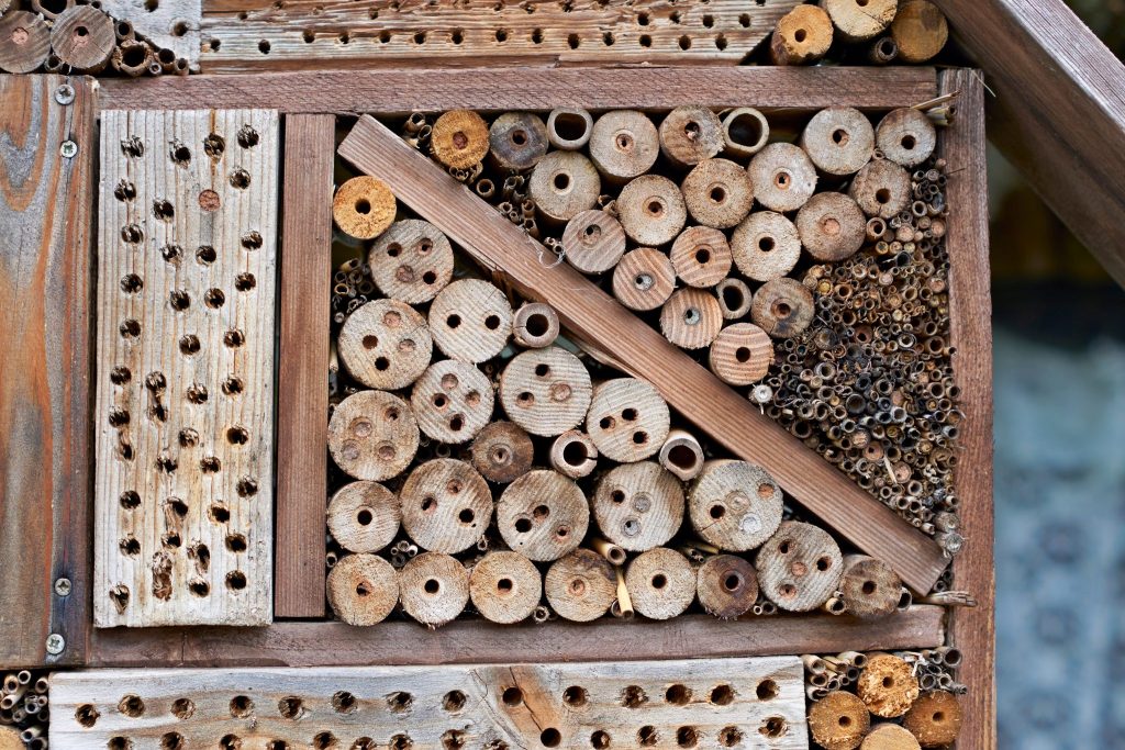 Keeping Mason Bees in an Insect Hotel