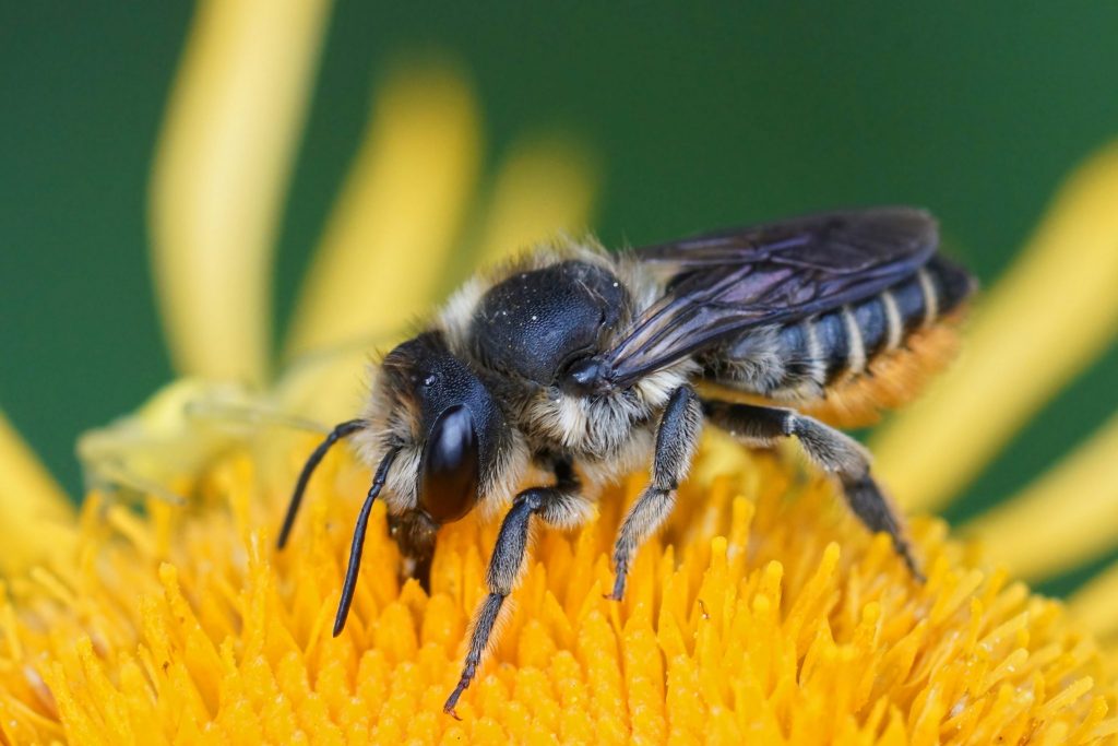 Mason and Leafcutter Bees - Leafcutter Bee