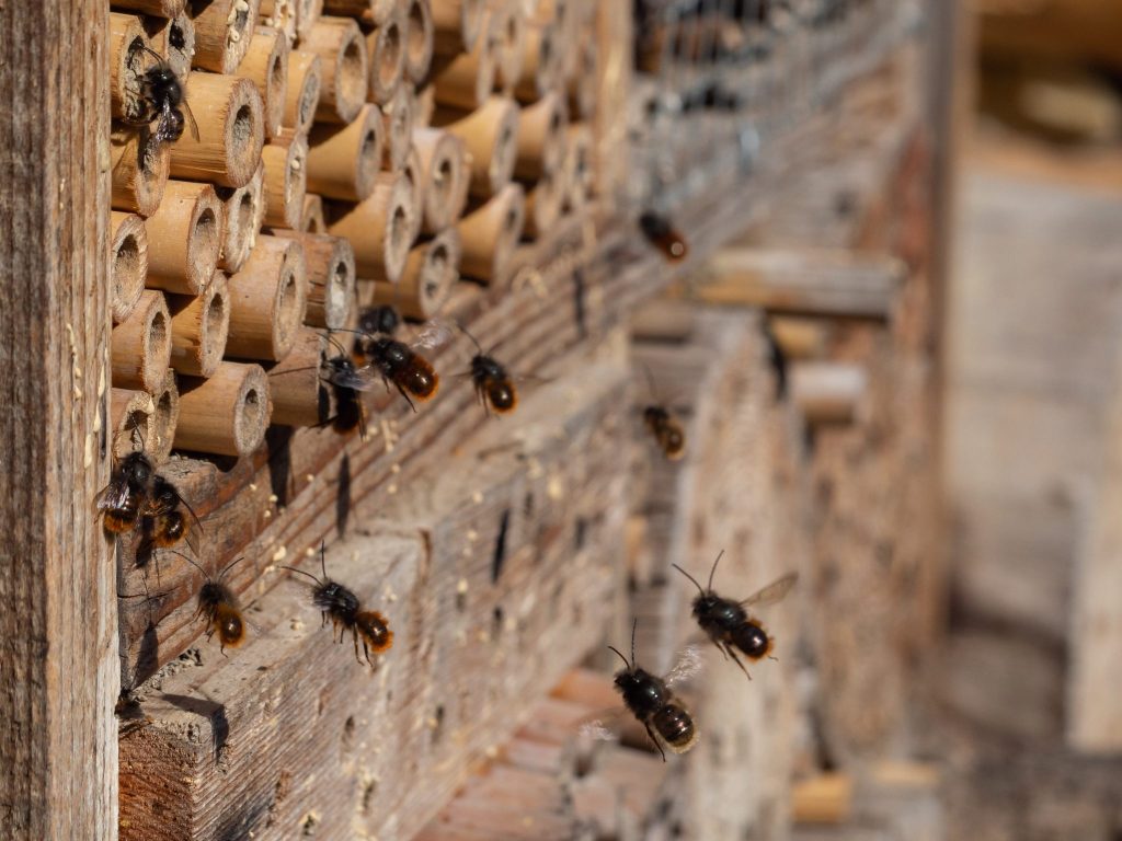 Mason Bee Kits With Bees