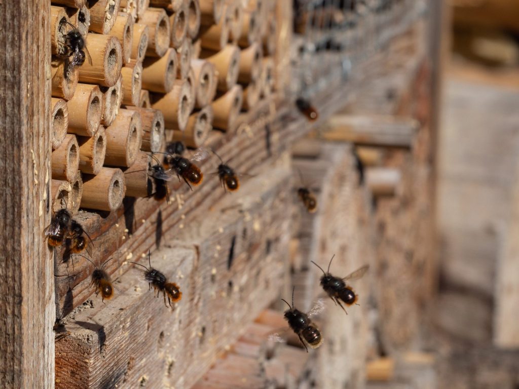 Mason and Leafcutter Bees