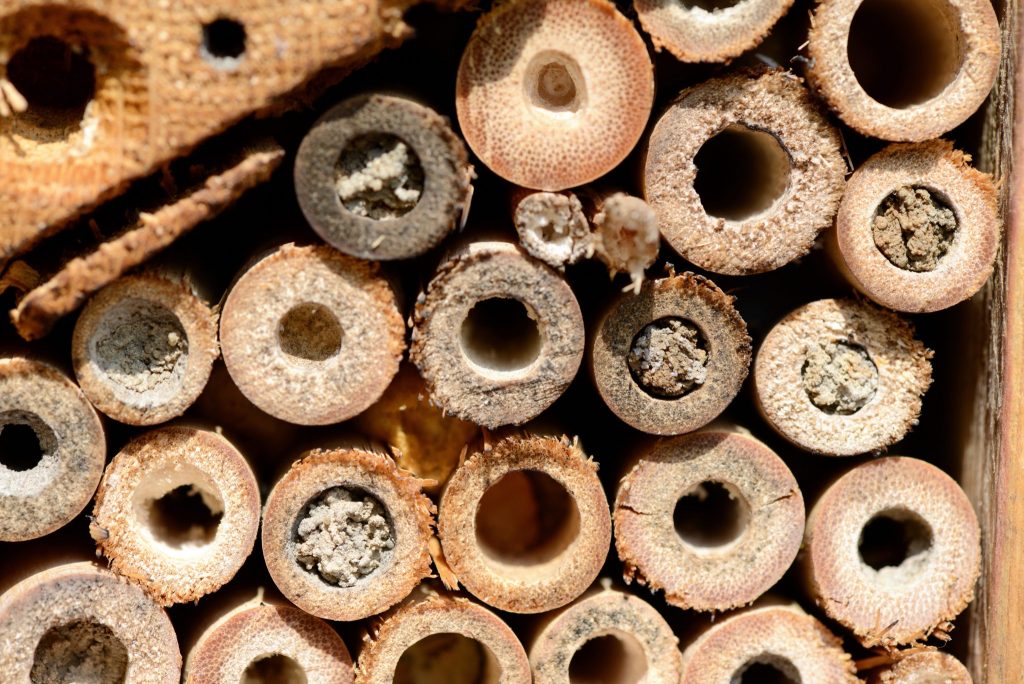 Keeping Mason Bees - Mason Bee House