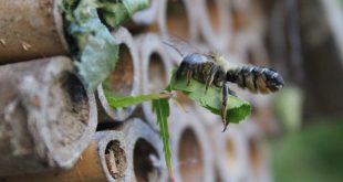 Tips for Success with Mason and Leafcutter Bees
