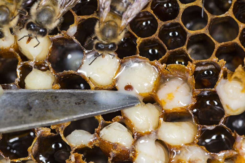 Cloudy Wing Virus - Varroa Mite in Brood