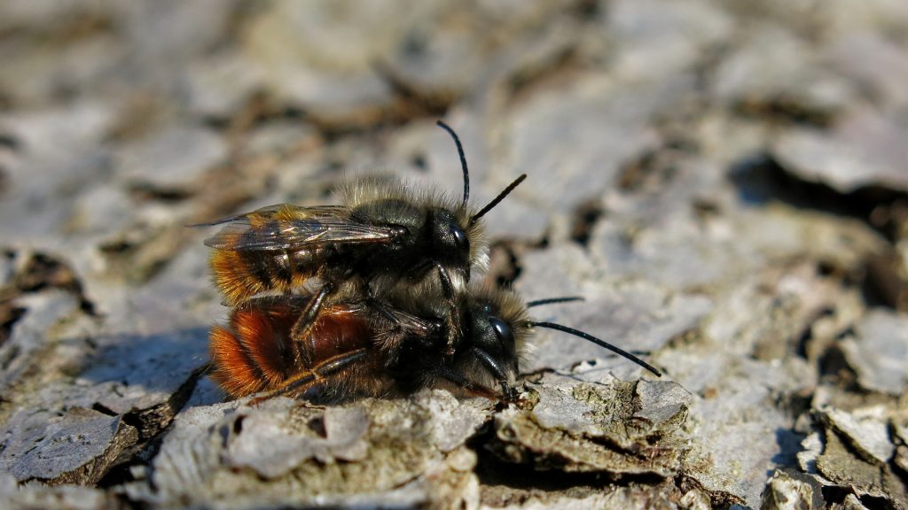 How to Raise Mason Bees - What do Mason Bees Do After Emerging from Coccons?