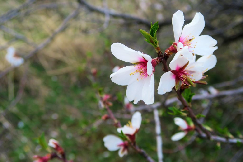 Migratory Beekeeping - Almond Flower Blossom