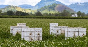Where to Place a Beehive - Beehives in Field