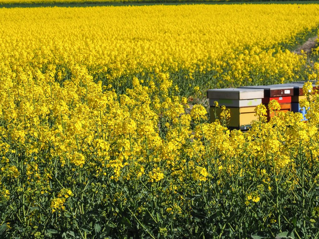 How to Paint a Beehive