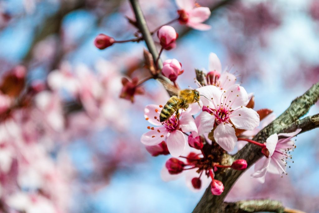 Bee Broker - Bee Pollination