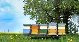 Best Wooden Beehives