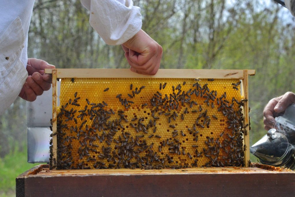 Harvest Honey Without an Extractor - Drip Method