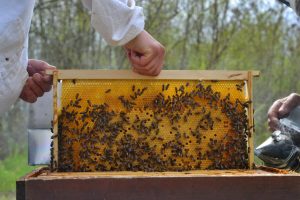 How to Harvest Honey Without an Extractor - BeeKeepClub