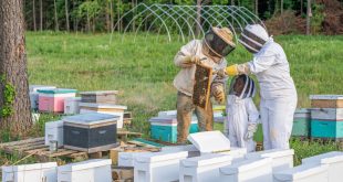 The Importance of Keeping Records as a Beekeeper