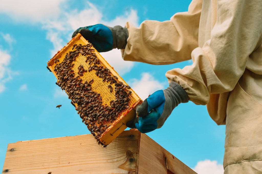 Maintain Hygiene in the Beehive