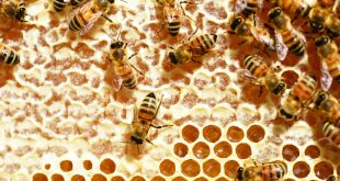 Identifying the White Stuff in Honeycomb