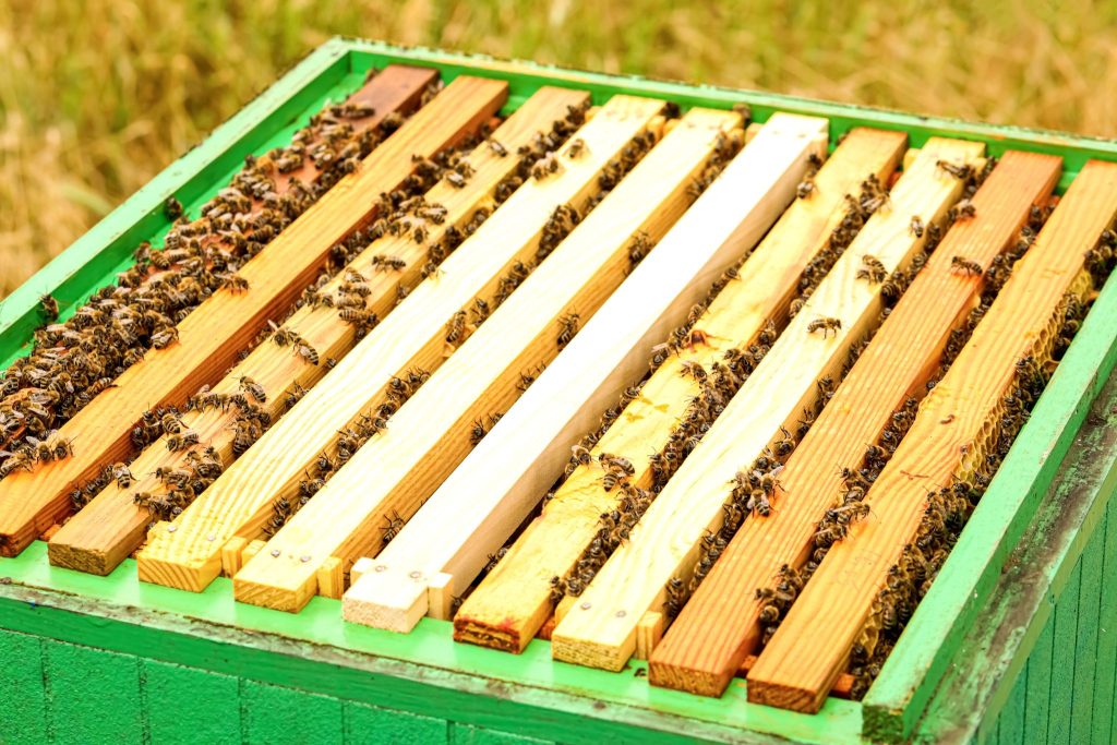 When and How to Store Honey Supers Safely - BeeKeepClub