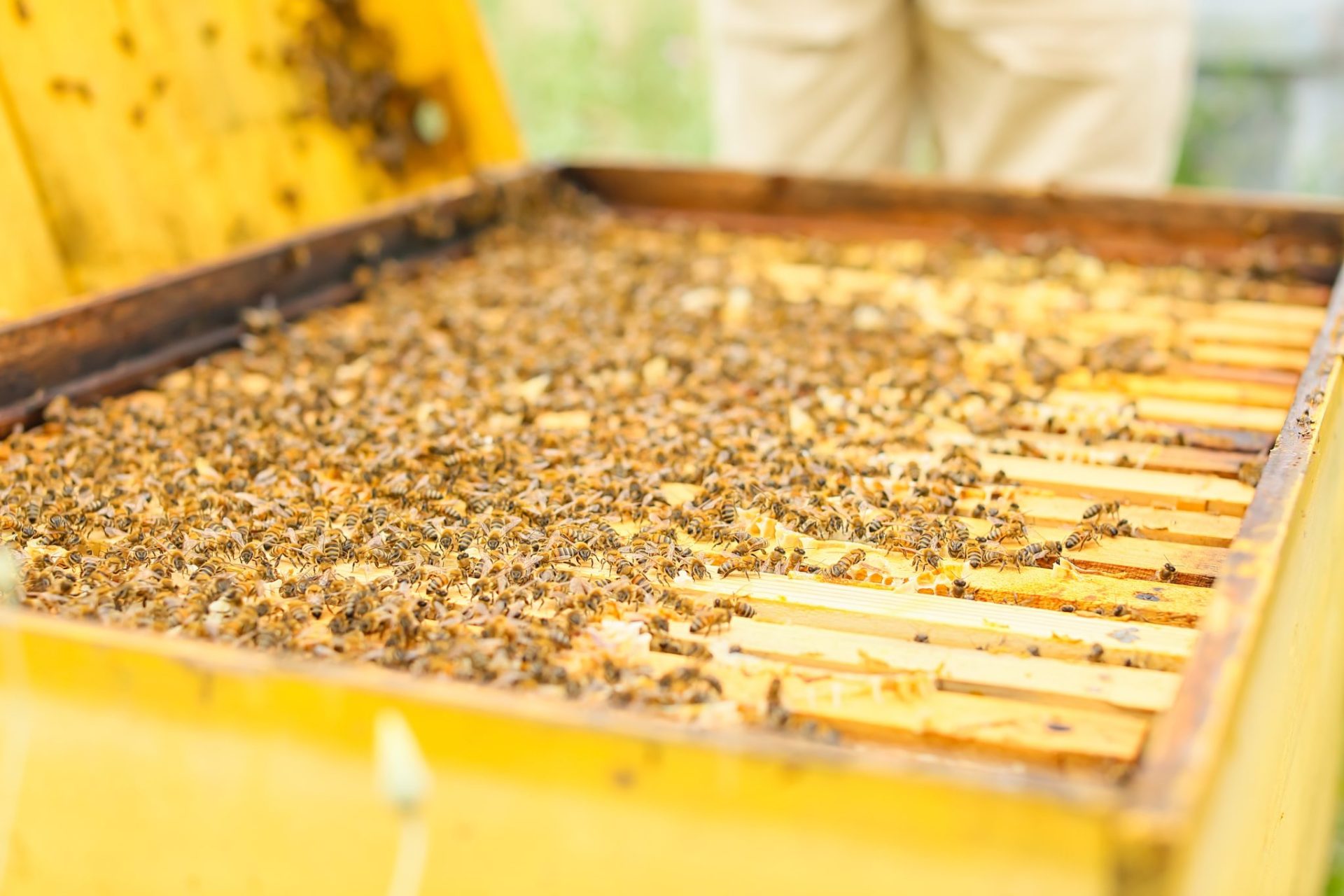 When and How to Store Honey Supers Safely