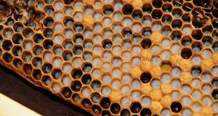 What Does Dark Honeycomb Mean?