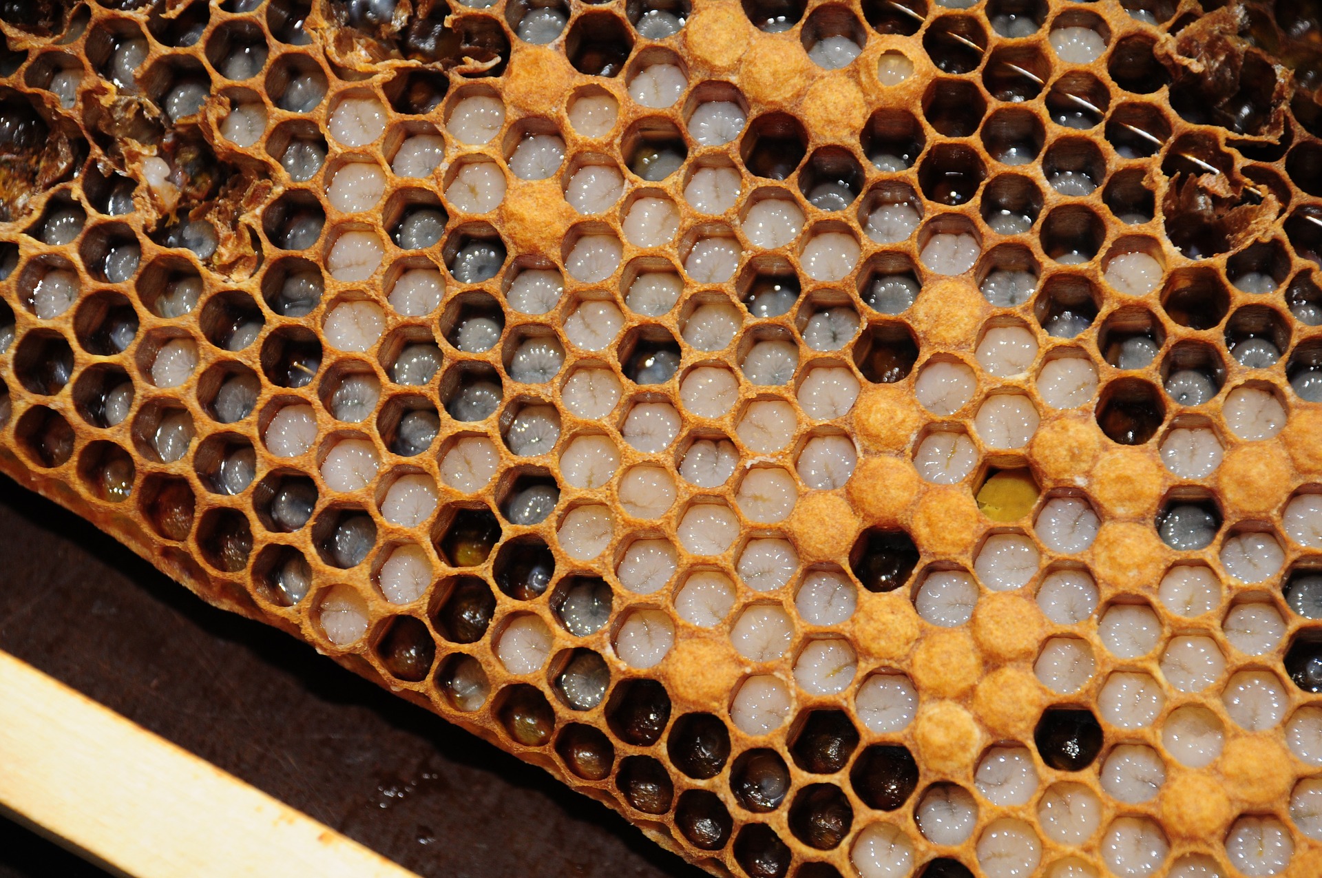 Unlocking the Mystery of Dark Honeycomb