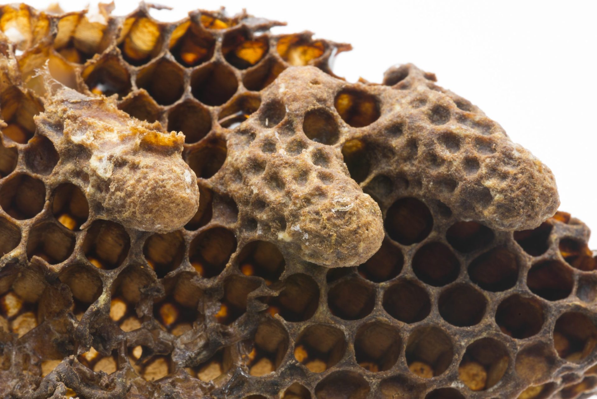 Honeybee Life Cycle - Queen Cells