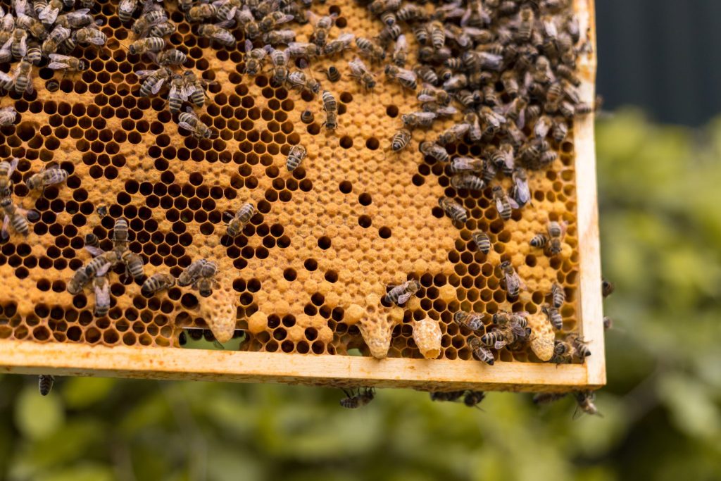 Queen Cells on Frame