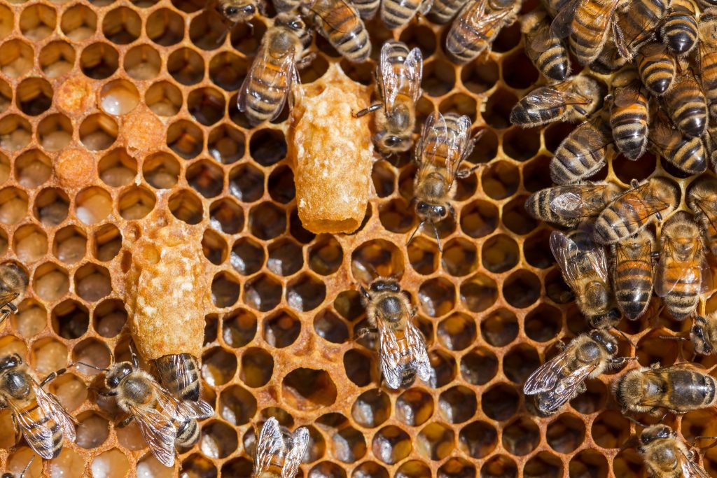 Honey Bee Queen Cells