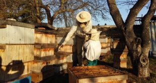 Step by Step Guide to Become a Beekeeper